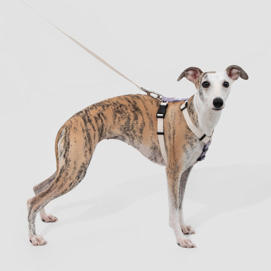 H-Style Dog Harness & Leash Set
