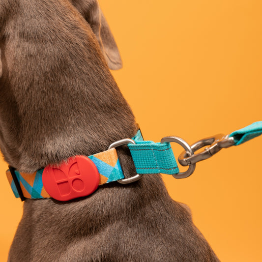 Rainbow PRO No-Pull Half-P Collar