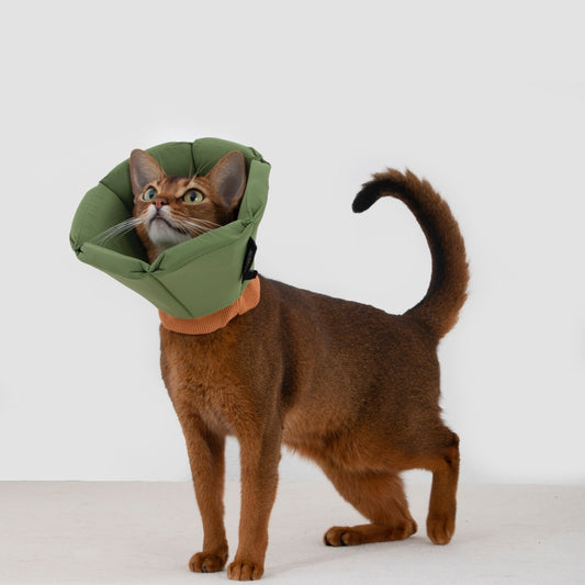 Cozy Sponge Recovery Collar