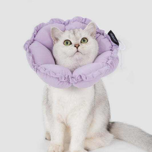 Daisy Recovery Collar