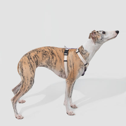 H-Style Dog Harness & Leash Set