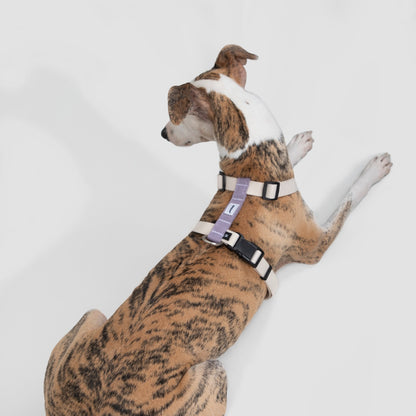H-Style Dog Harness & Leash Set