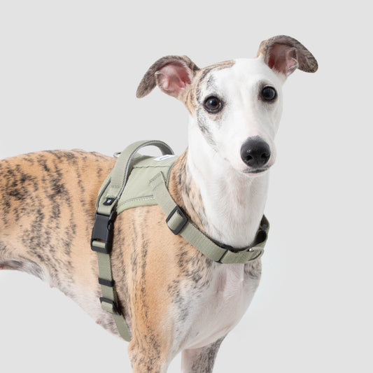 No-Pull Dog Harness