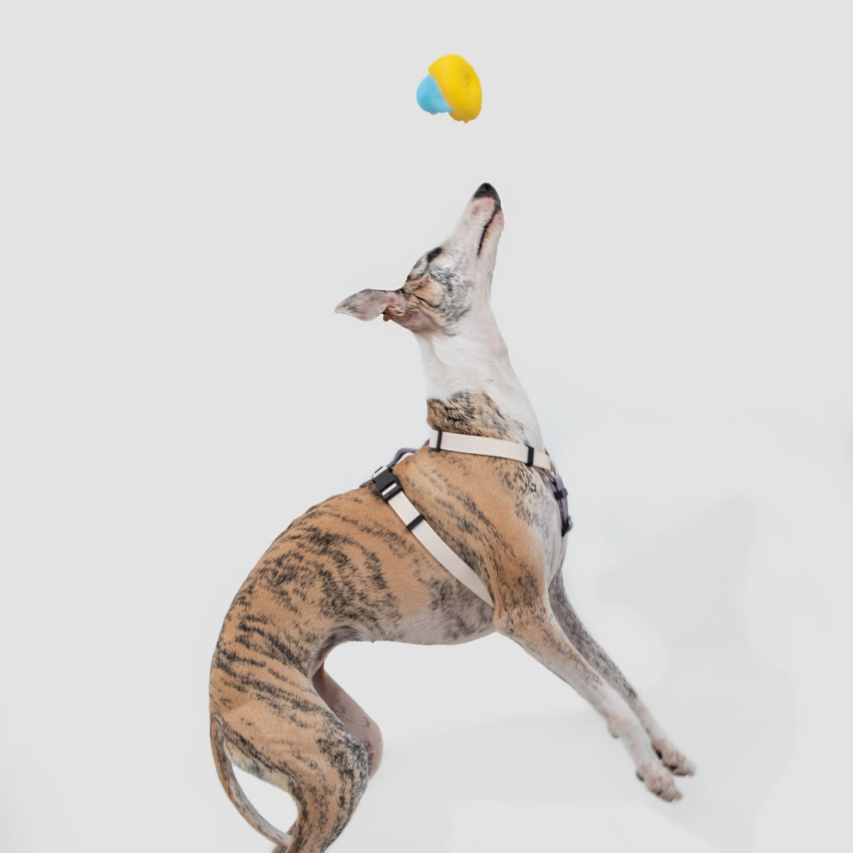 H-Style Dog Harness & Leash Set