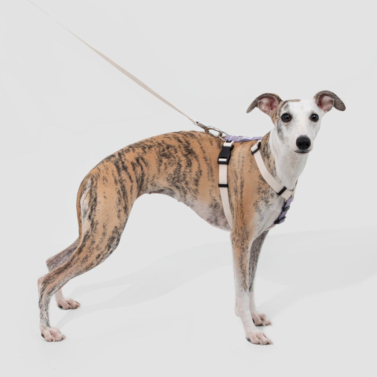 H-Style Dog Harness & Leash Set