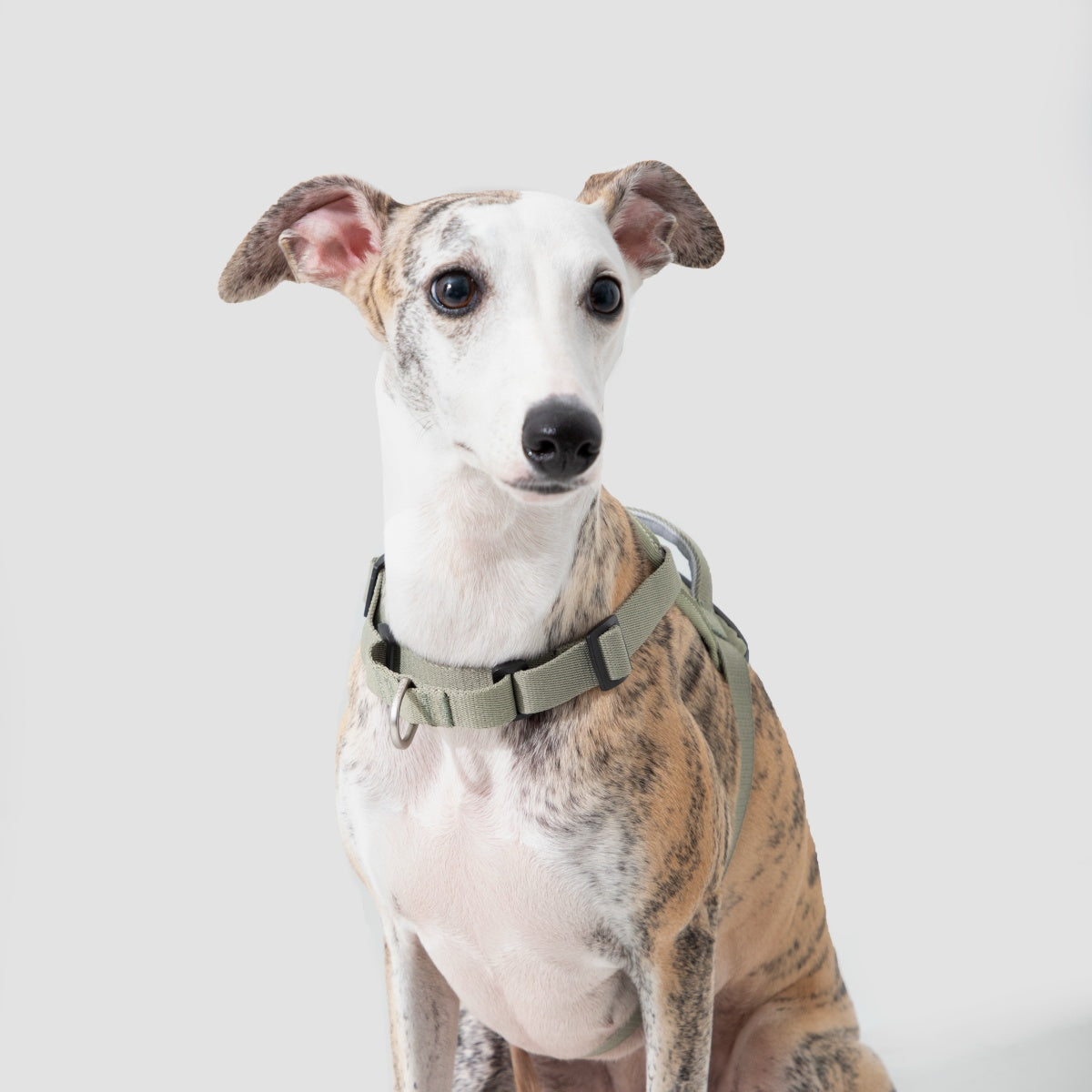 No-Pull Dog Harness