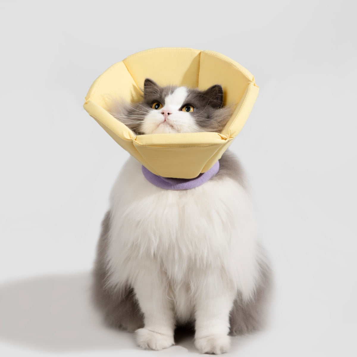 Cozy Sponge Recovery Collar