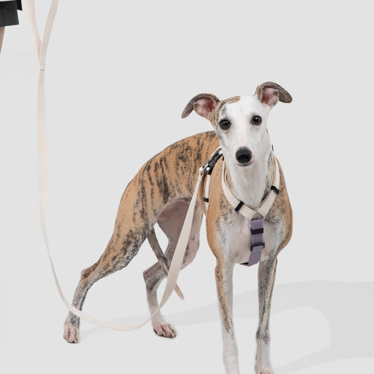 H-Style Dog Harness & Leash Set