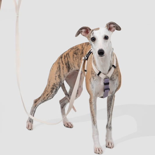 H-Style Dog Harness & Leash Set