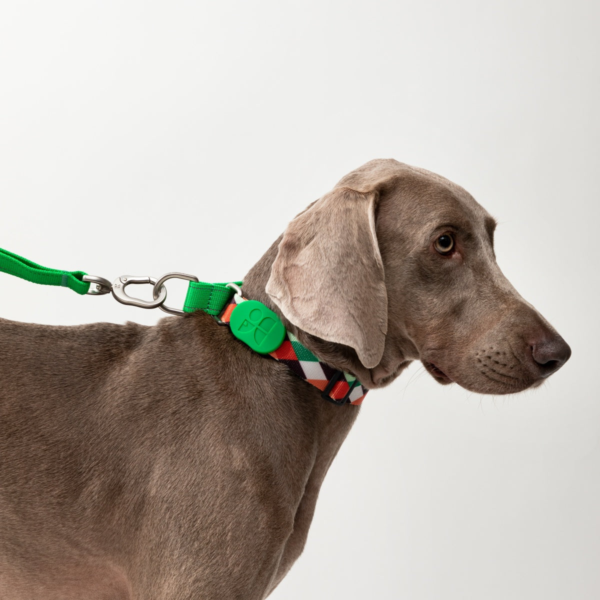 Rainbow PRO No-Pull Half-P Collar