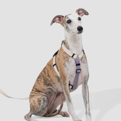 H-Style Dog Harness & Leash Set
