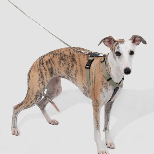H-Style Dog Harness & Leash Set