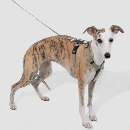 H-Style Dog Harness & Leash Set