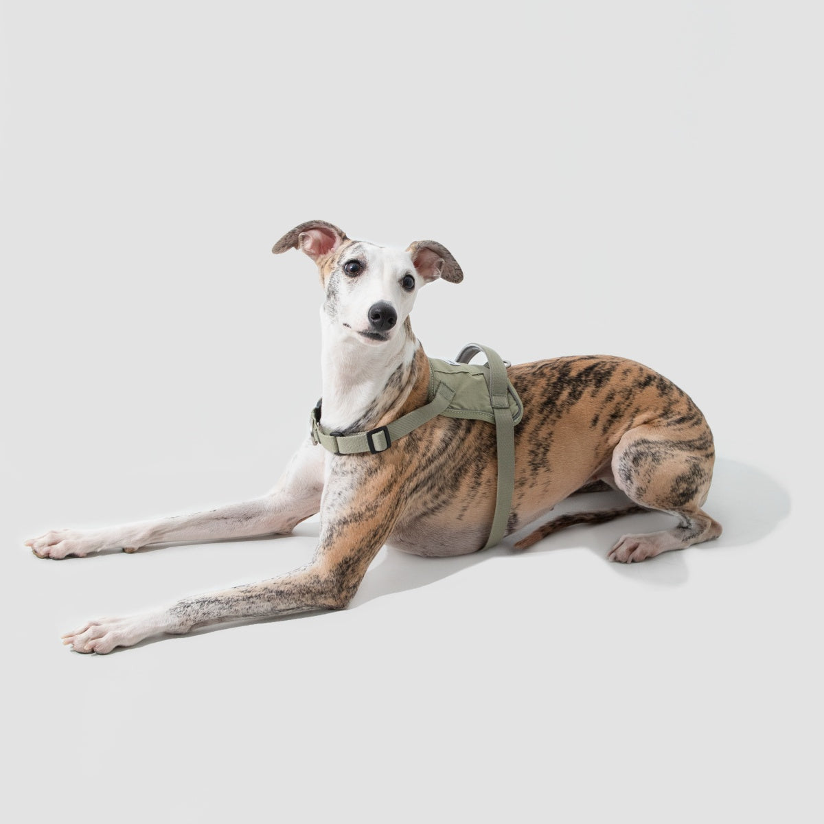 No-Pull Dog Harness