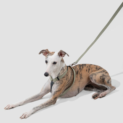 H-Style Dog Harness & Leash Set