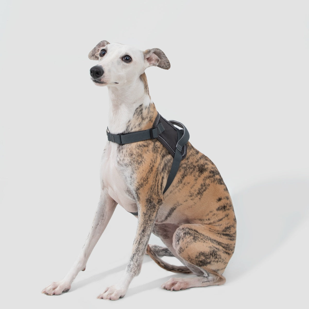No-Pull Dog Harness
