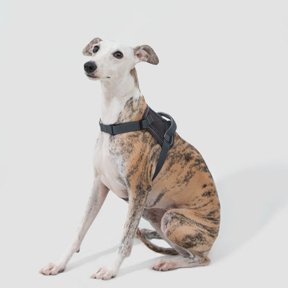 No-Pull Dog Harness