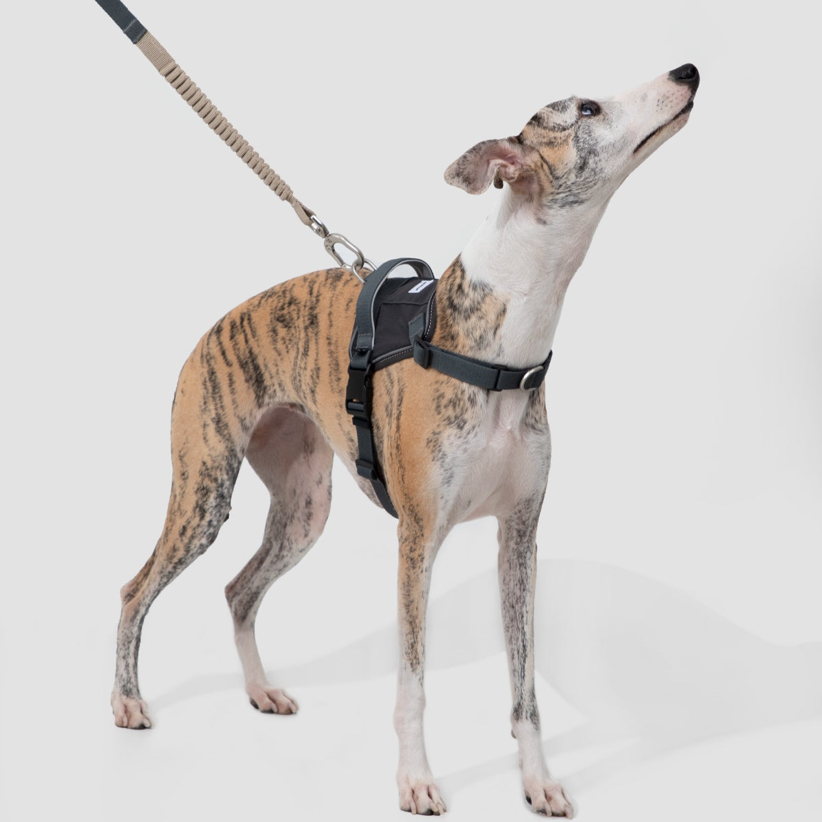 No-Pull Dog Harness