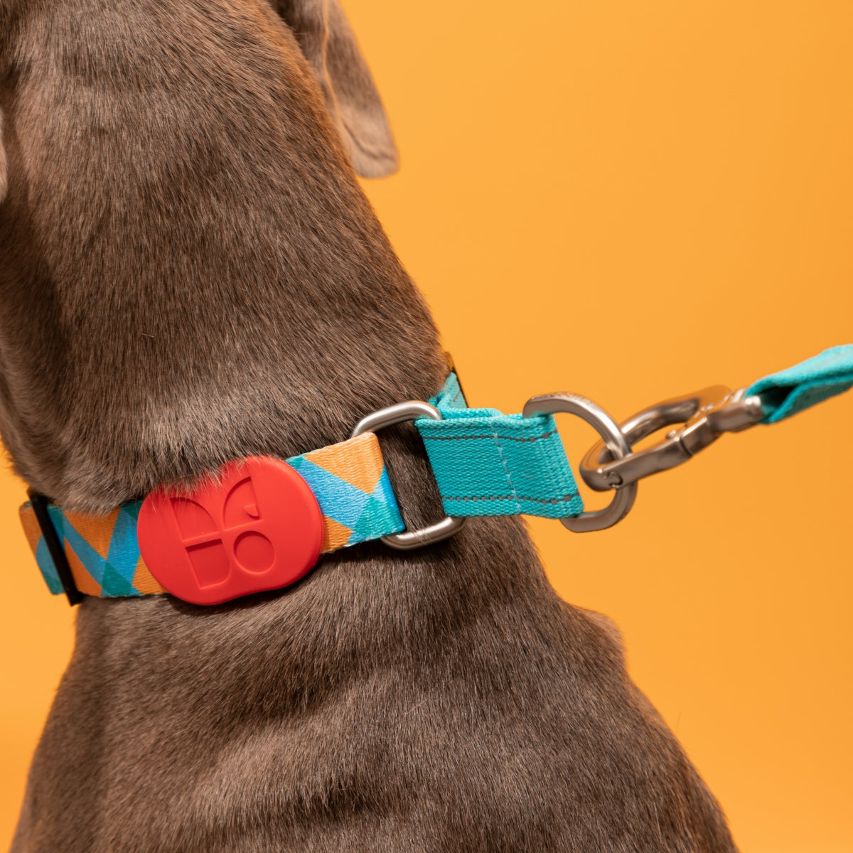 Rainbow PRO No-Pull Half-P Collar