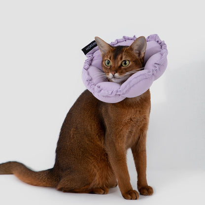 Daisy Recovery Collar