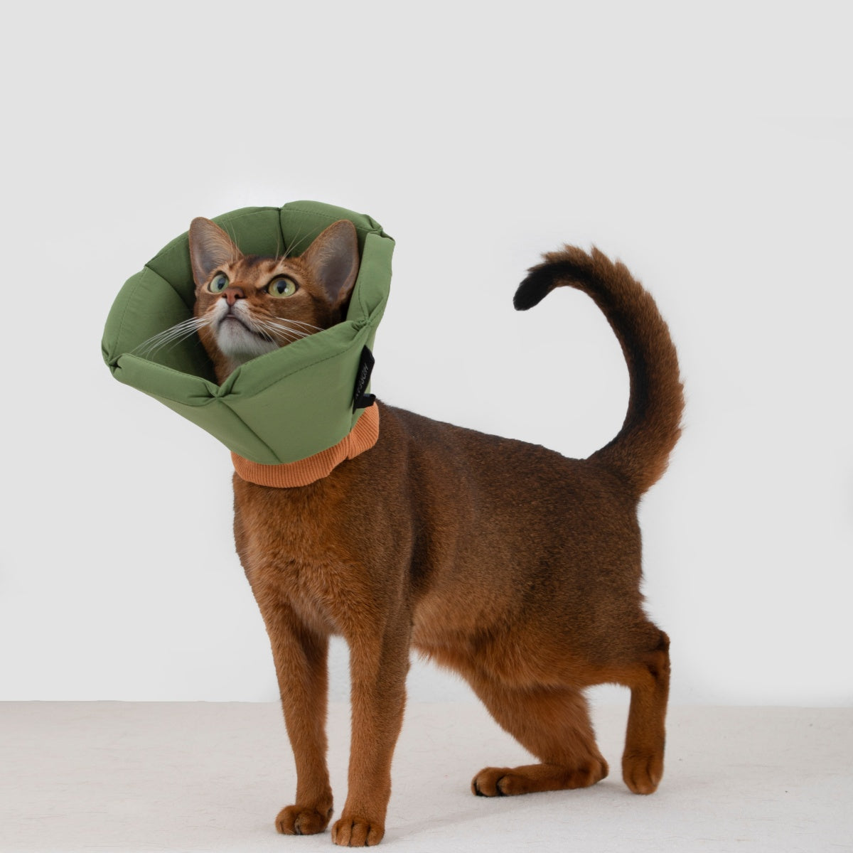 Cozy Sponge Recovery Collar