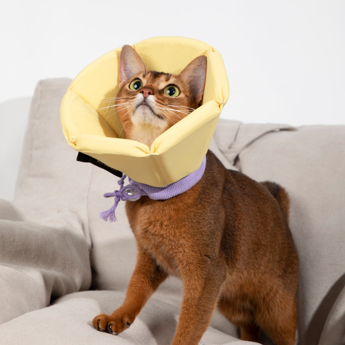 Cozy Sponge Recovery Collar