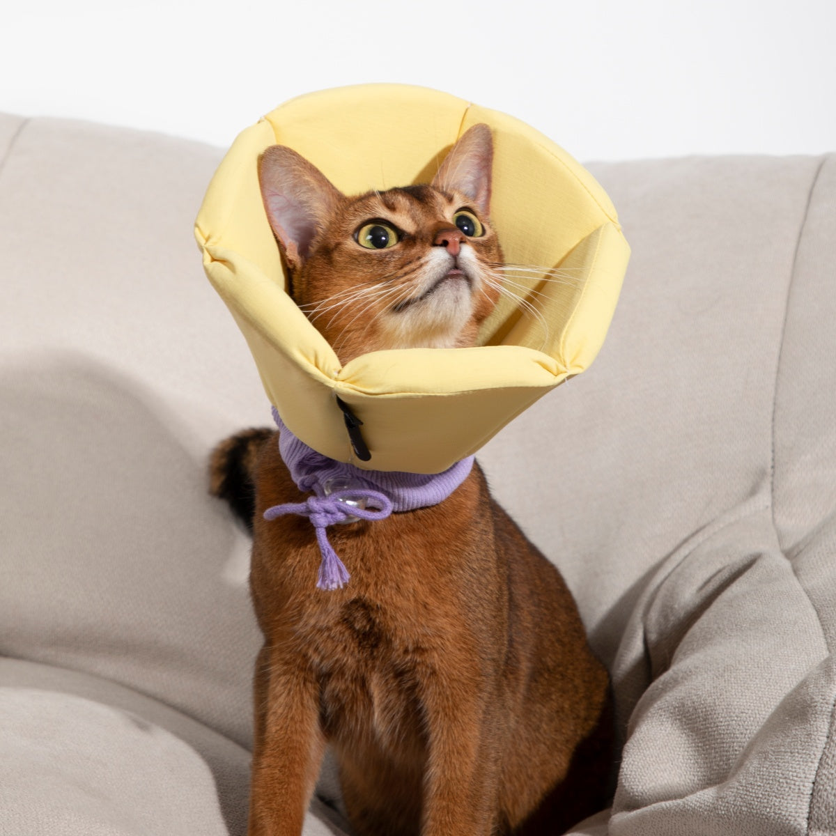 Cozy Sponge Recovery Collar