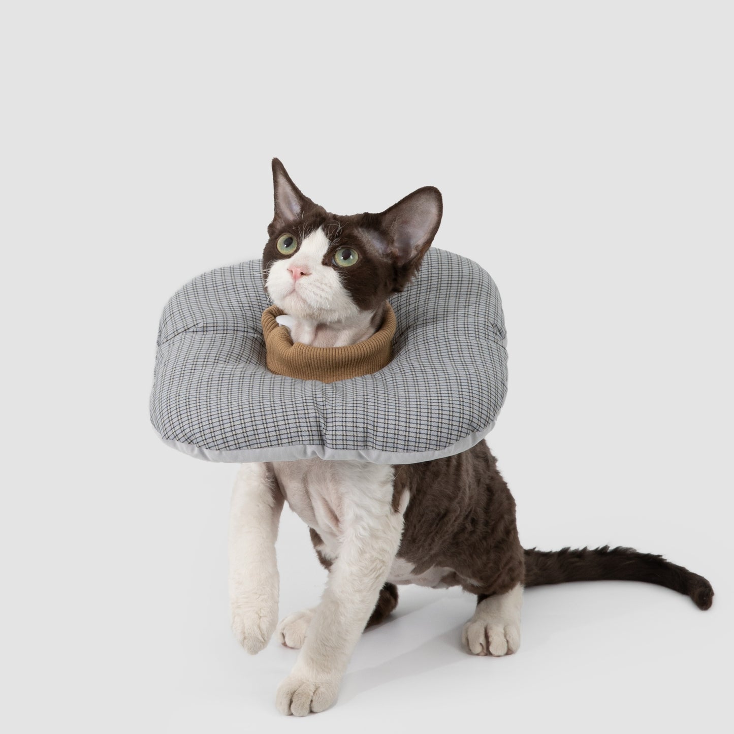 Toast Pet Recovery Collar