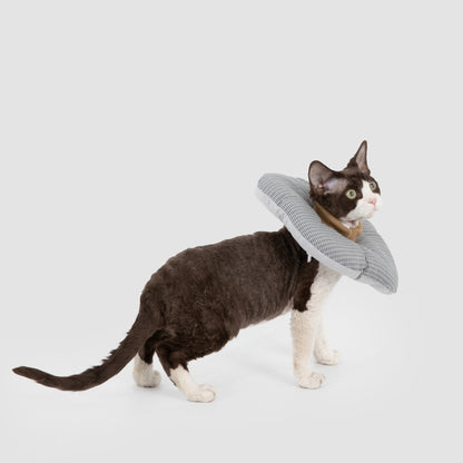 Toast Pet Recovery Collar