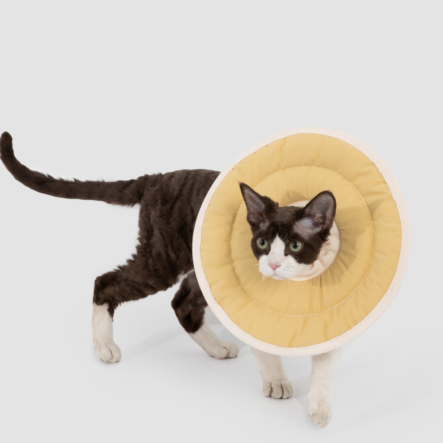 Donut Pet Recovery Collar