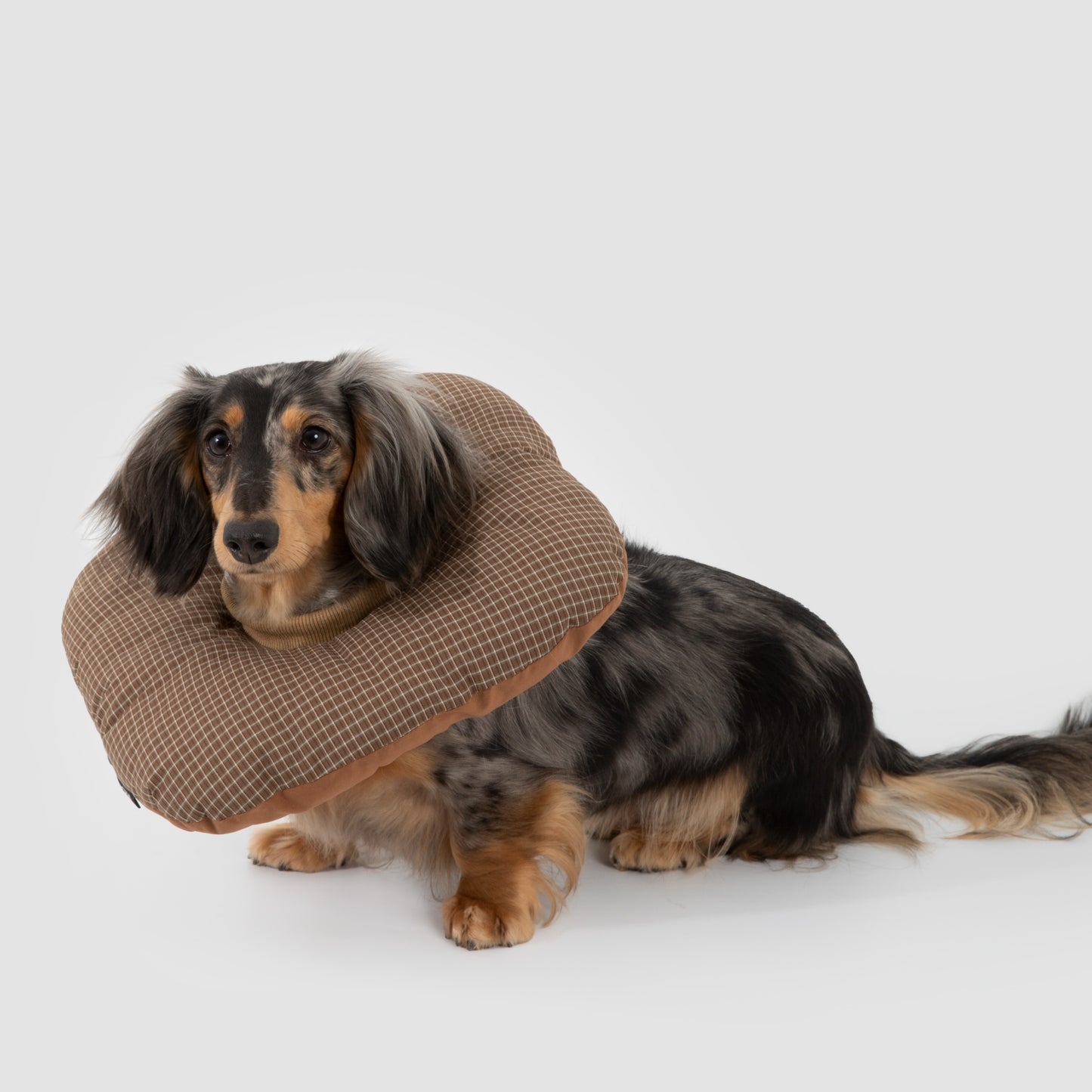 Toast Pet Recovery Collar
