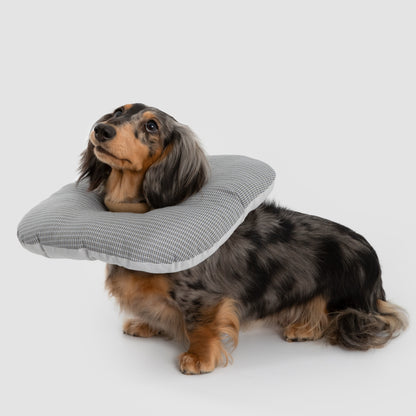 Toast Pet Recovery Collar