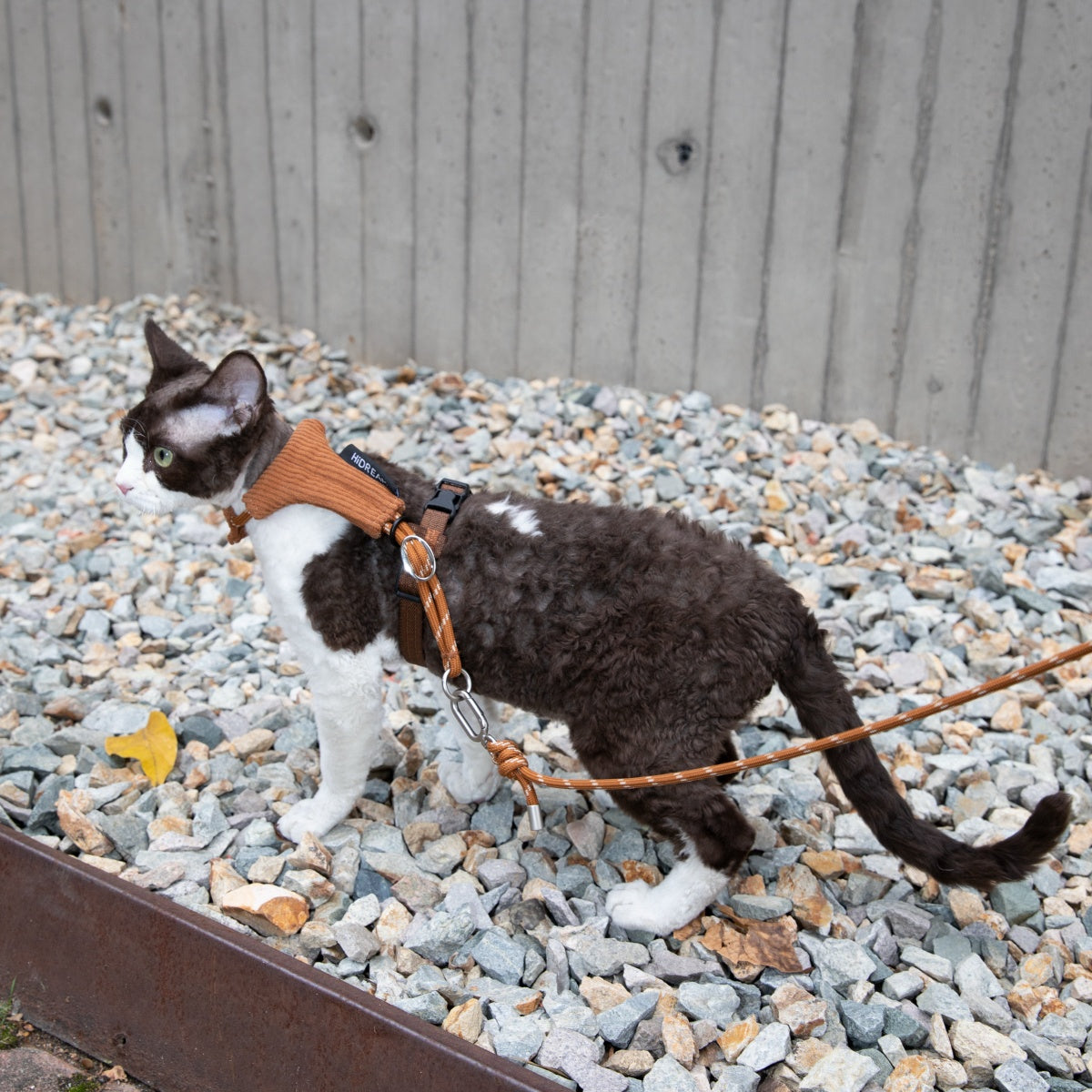 Hands-Free Cat Harness & Leash Set