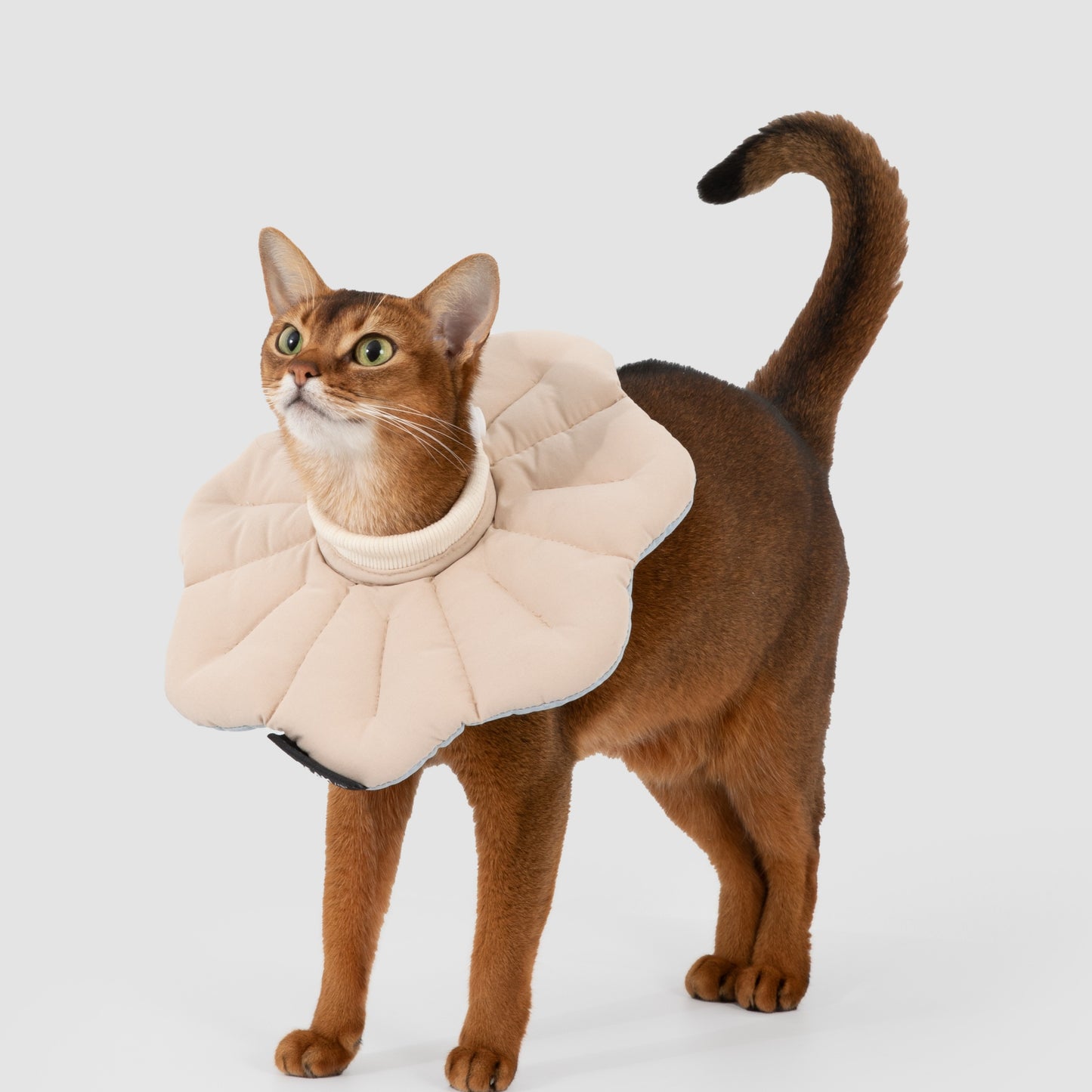 Two-Tone Petal Recovery Collar