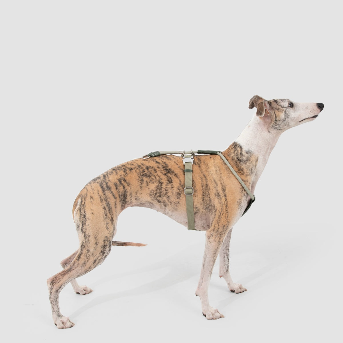 Round Rope Leather Dog Harness