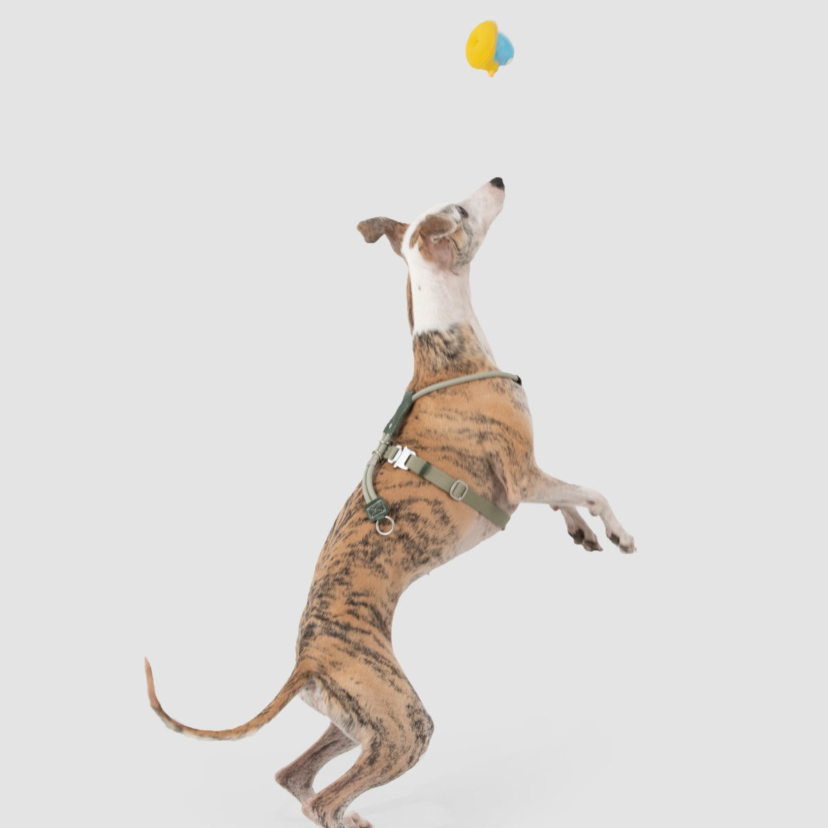 Round Rope Leather Dog Harness