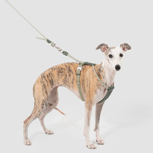 Round Rope Leather Dog Harness