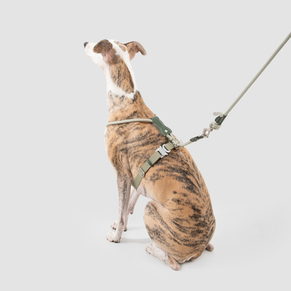 Round Rope Leather Dog Harness