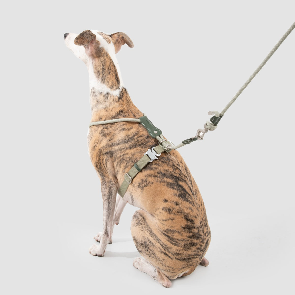 Round Rope Leather Dog Harness