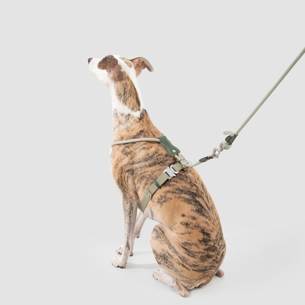 Round Rope Leather Dog Leash