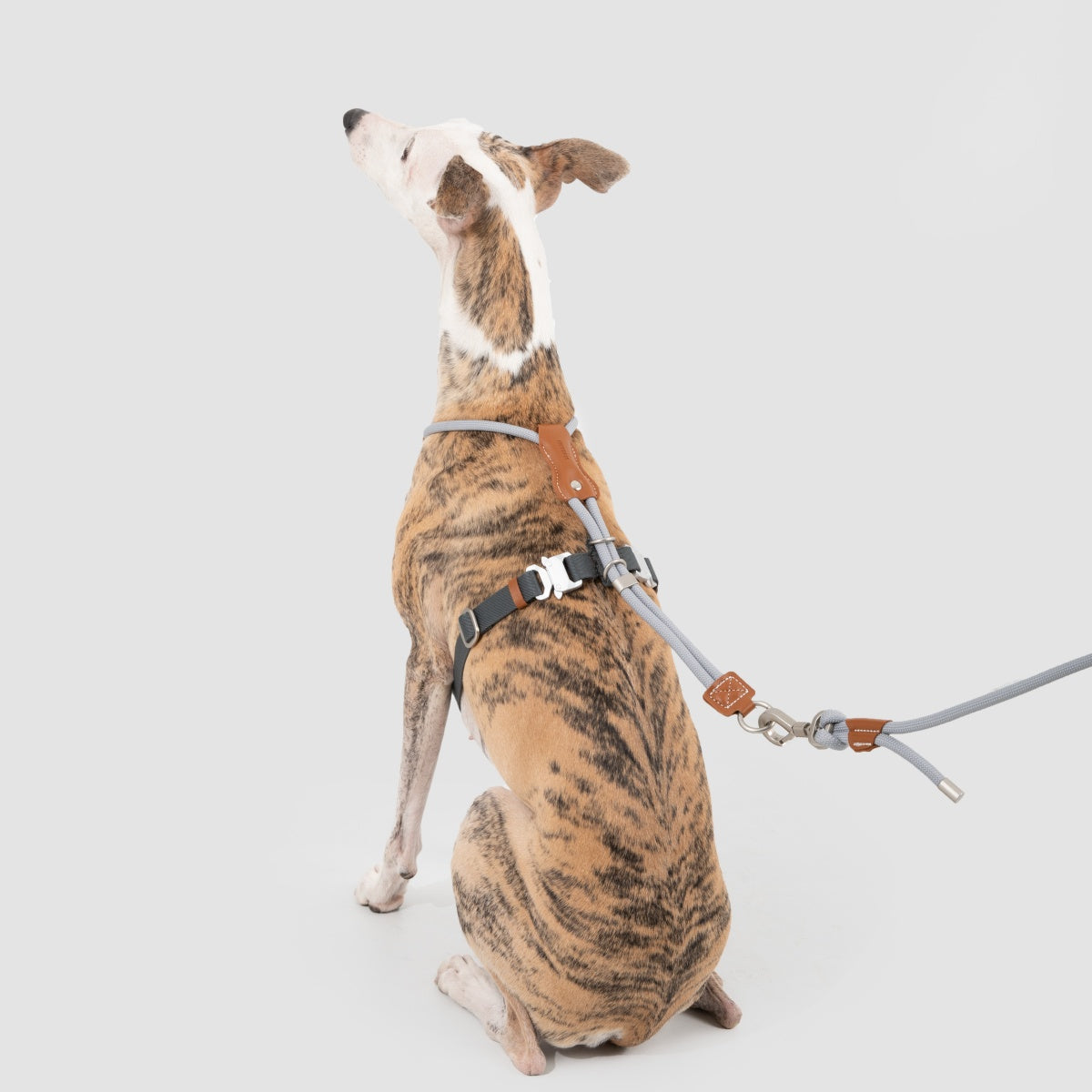 Round Rope Leather Dog Harness