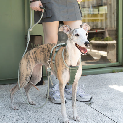 Round Rope Leather Dog Harness
