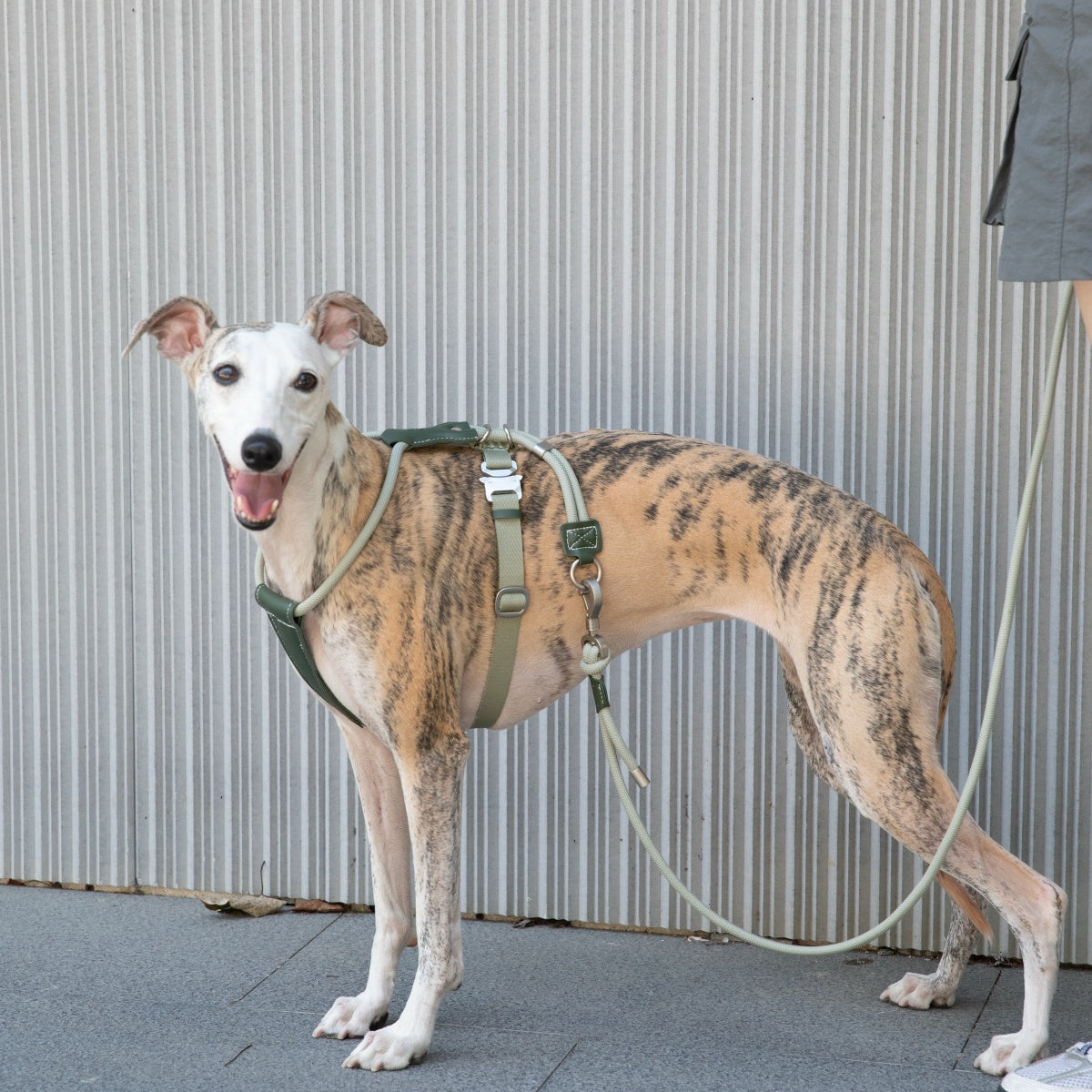 Round Rope Leather Dog Harness