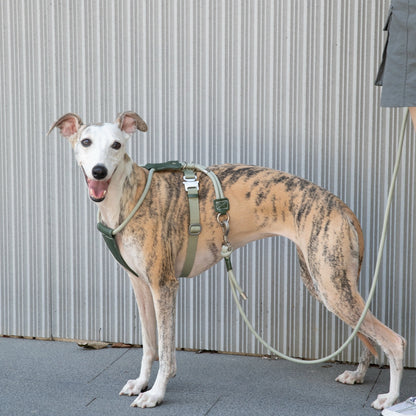 Round Rope Leather Dog Harness