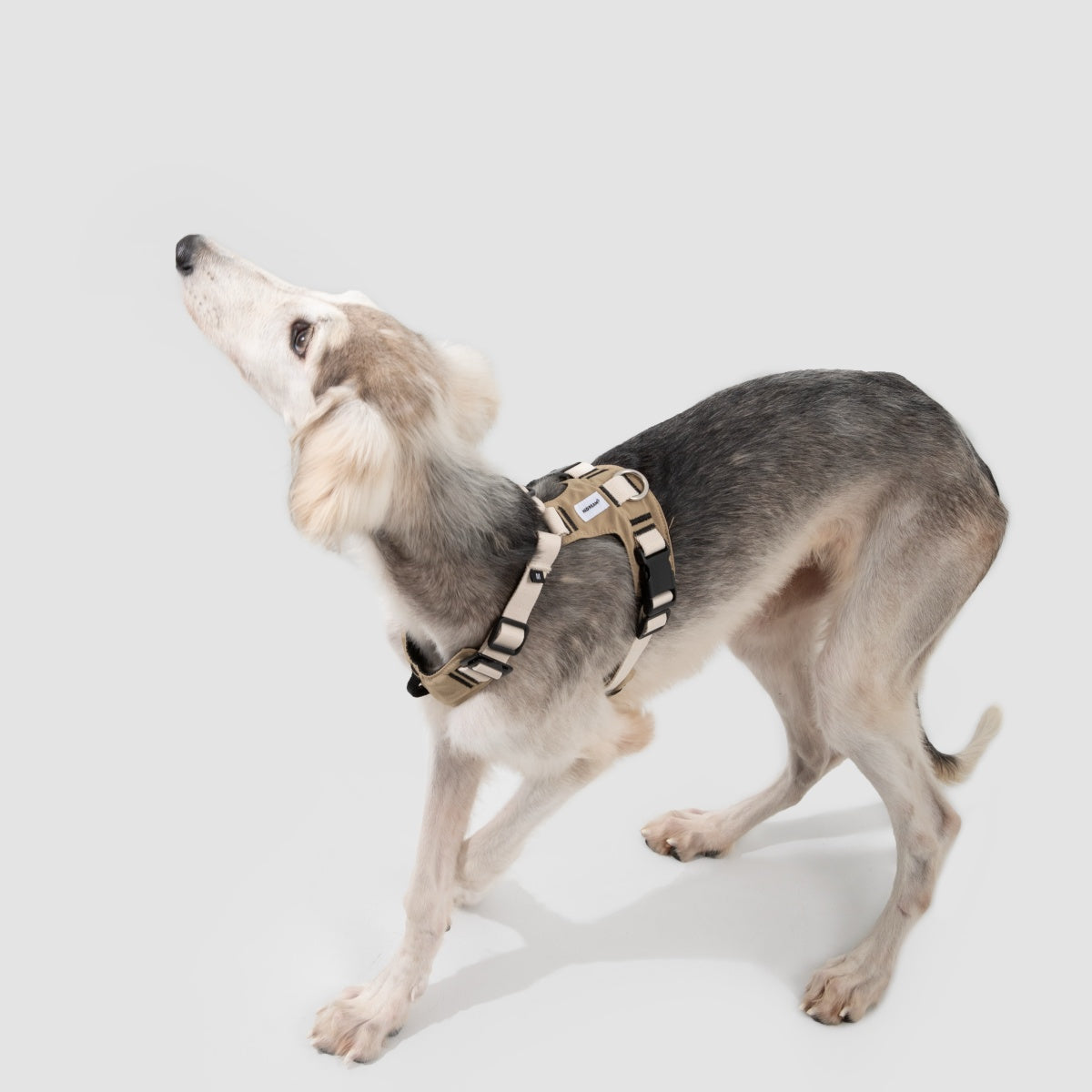 Pressure-Relief Sport Dog Harness