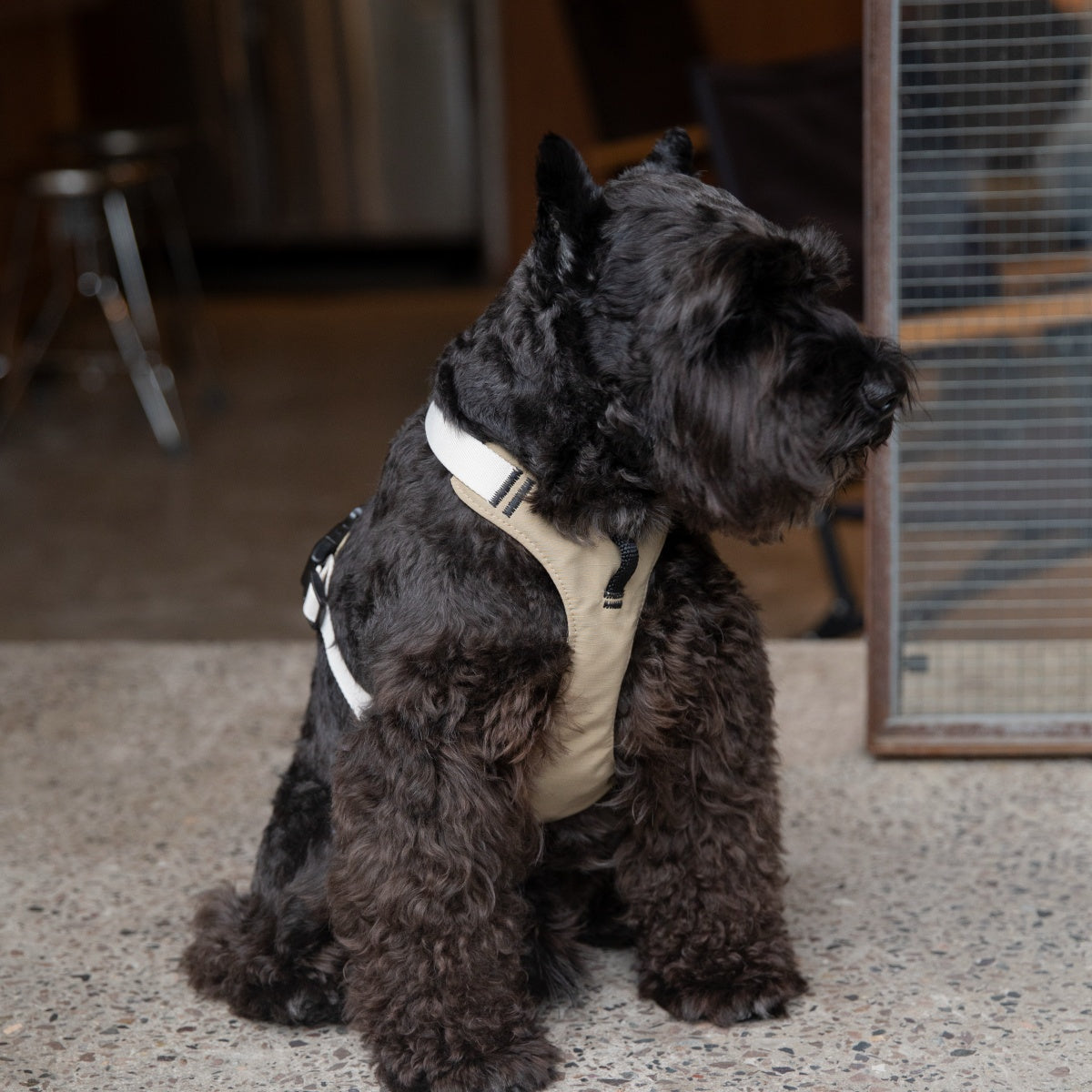 Pressure-Relief Sport Dog Harness