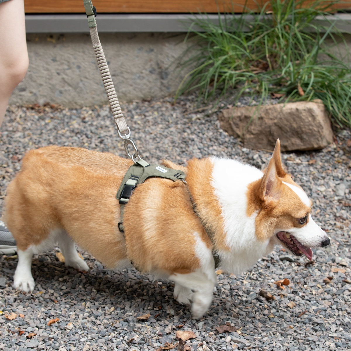Pressure-Relief Sport Dog Harness