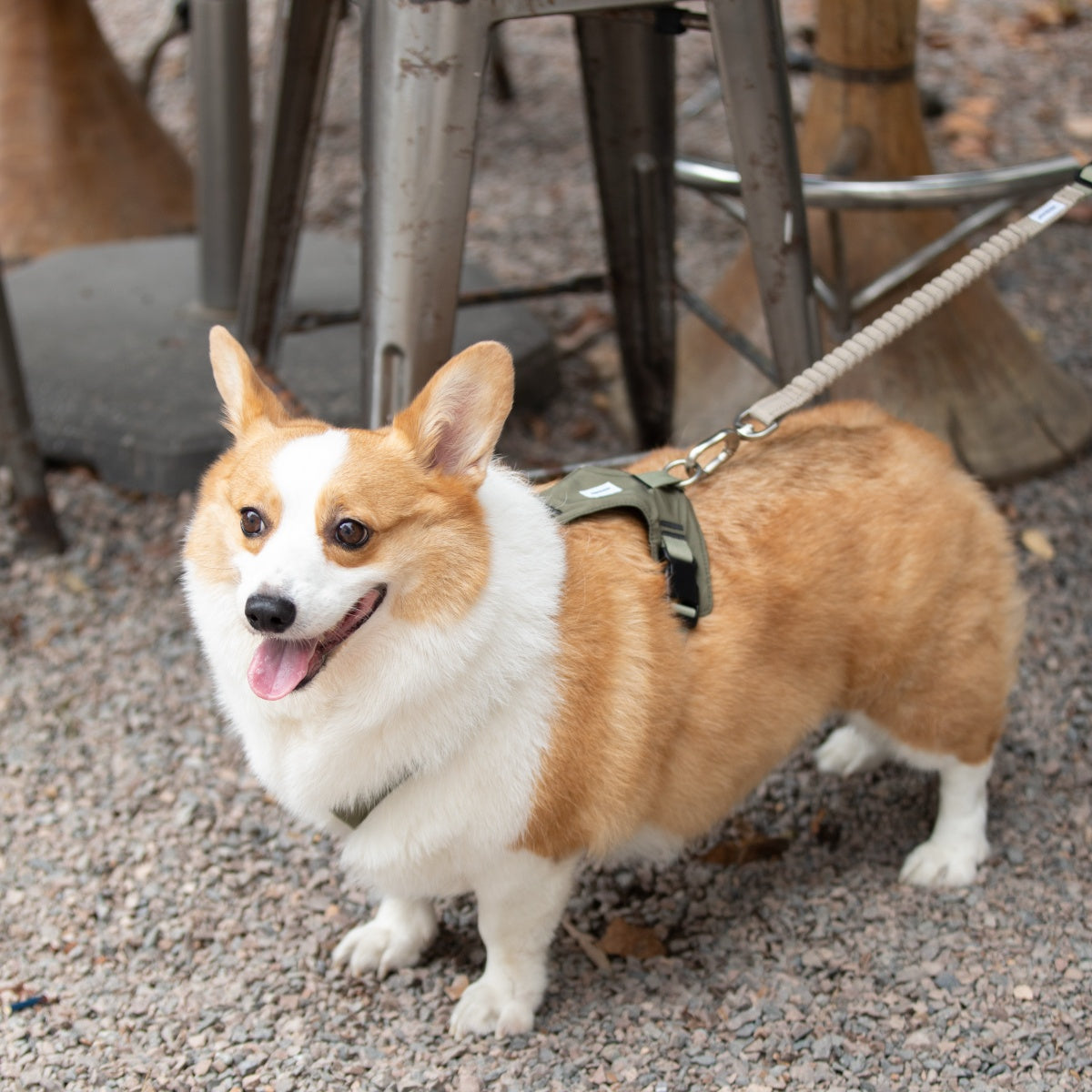 Pressure-Relief Sport Dog Harness