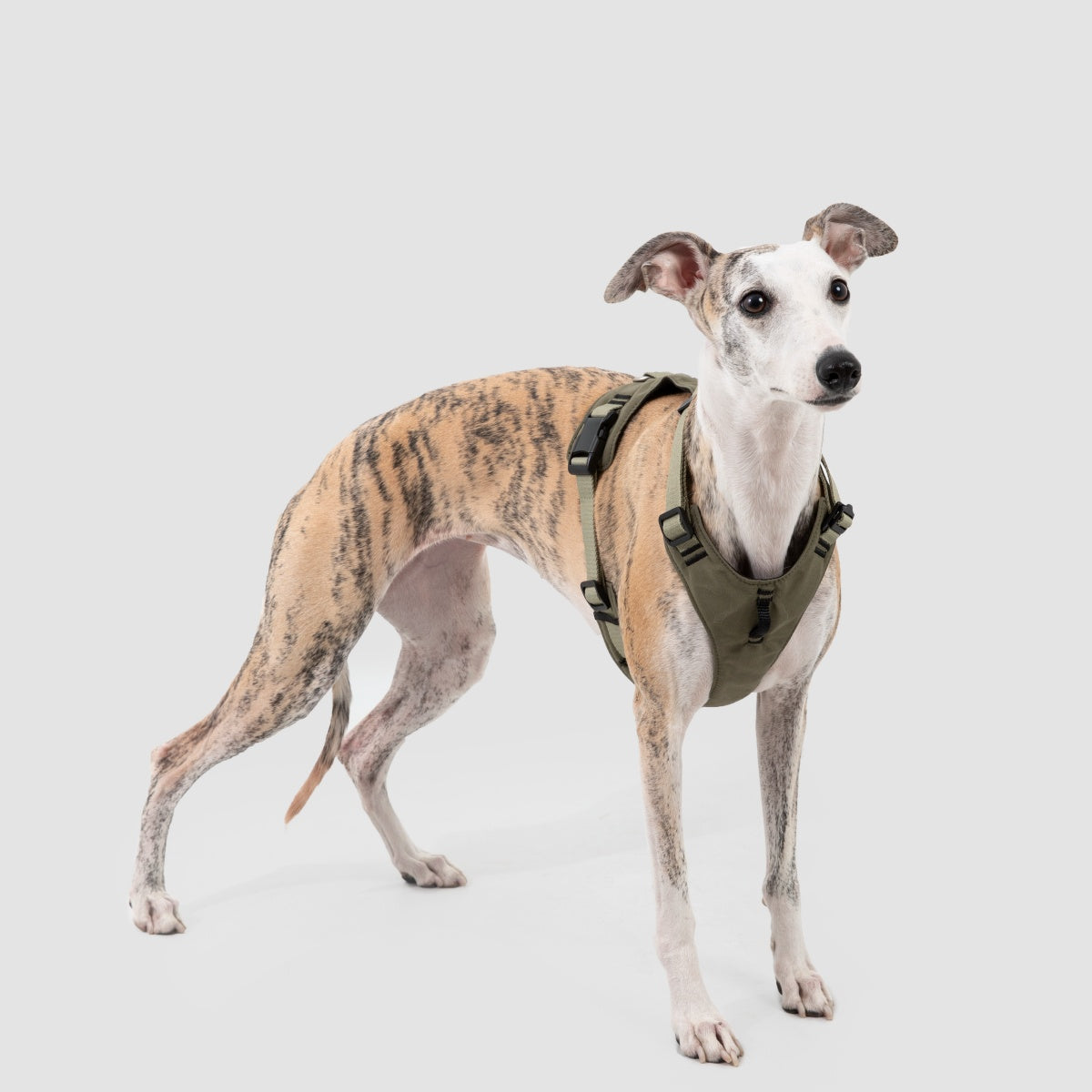 Pressure-Relief Sport Dog Harness