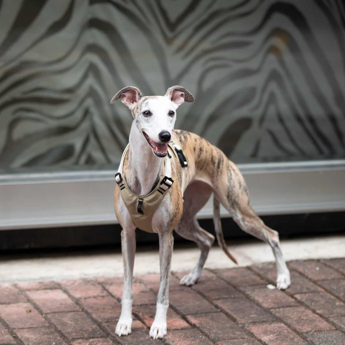 Pressure-Relief Sport Dog Harness